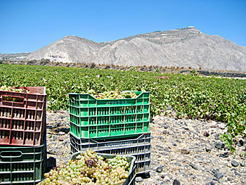 Vineyards on Santorini.