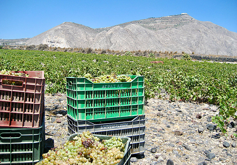 Grapes picked in Perivolos. Santorini.