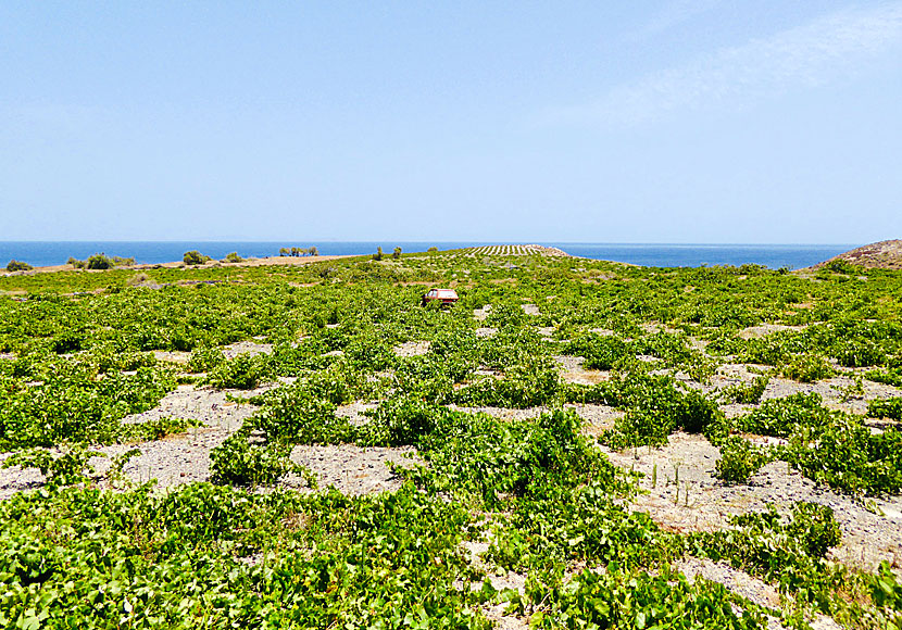 If you are interested in wine, Wine Roads Santorini goes around Monolithos.