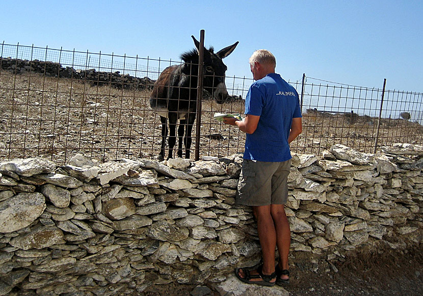 Donkeys at Schinoussa.