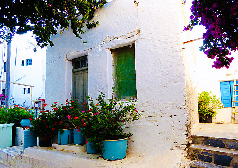 Flowers and alleys in Chora.