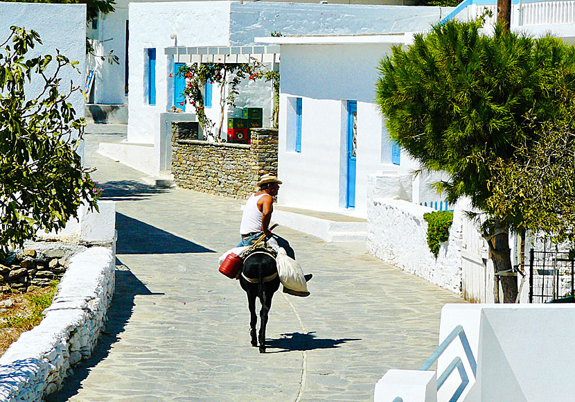 Donkeys at Schinoussa in Greece.