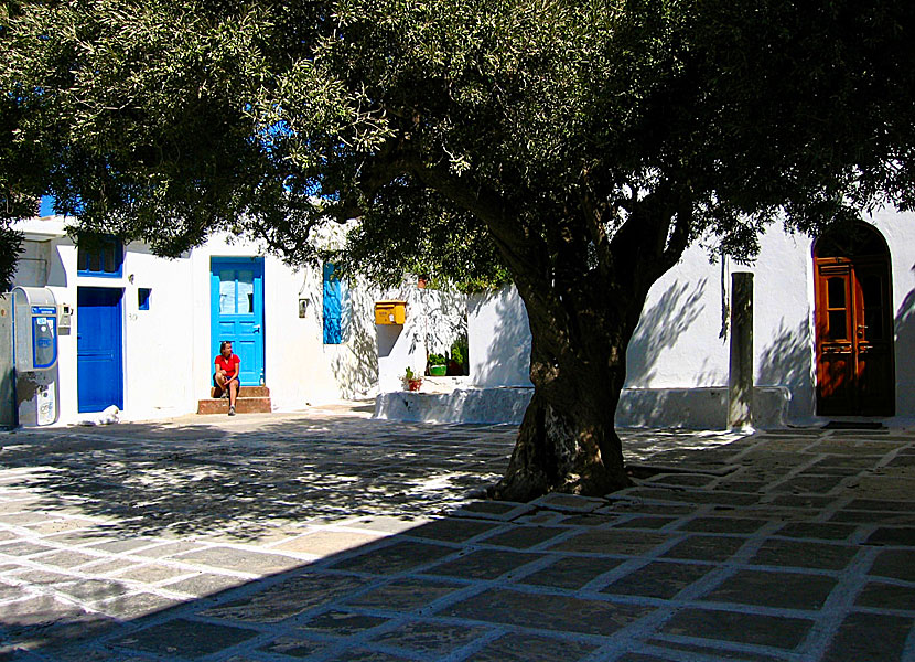 The olive tree in the square in Panagia on Serifos that all those who want to get married dance around on August 16 every year.