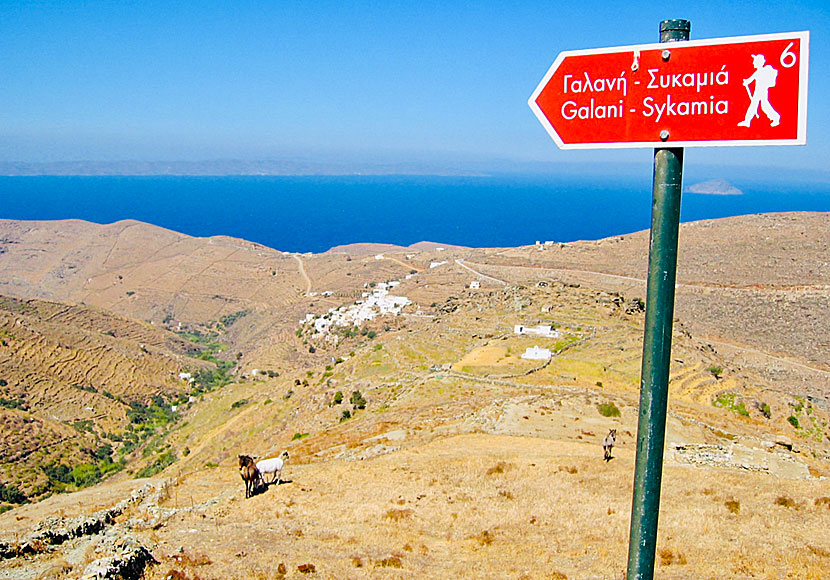 Hike to Sikamia beach on Serifos.