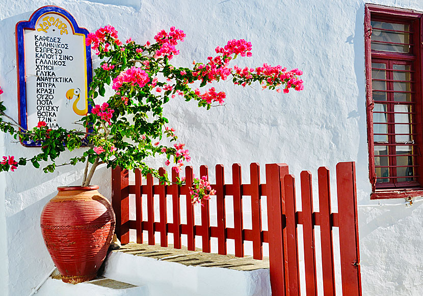 Small bougainvillea at a small cafe.