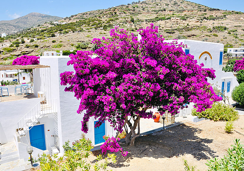 There are many beautiful bougainvillea on Sifnos, also here in Platys Gialos.