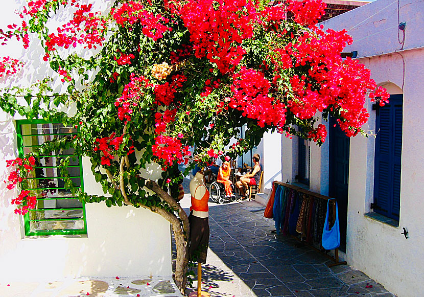 Large bougainvillea outside one of the shops in Apollonia.