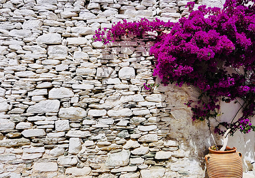 Bougainvillea in Kastro on Sifnos in Greece.