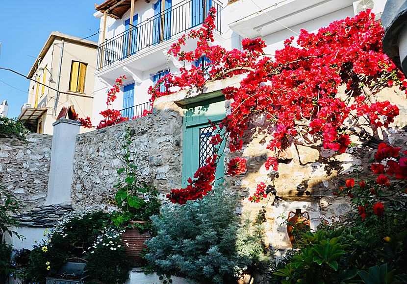 Skopelos town is the village of beautiful lanes and flowers.