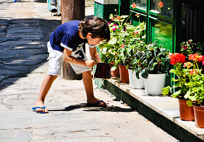 The alleys in car-free Glossa are lined with beautiful flowers and other plants.