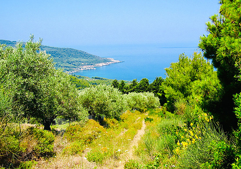 Hiking trails on Skopelos that go to the sea where you can swim and sunbathe.