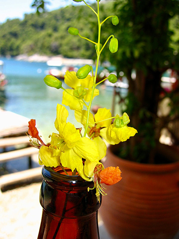 The Mexican Palo Verde tree and the Jerusalem Thorn on Skopelos in Greece.