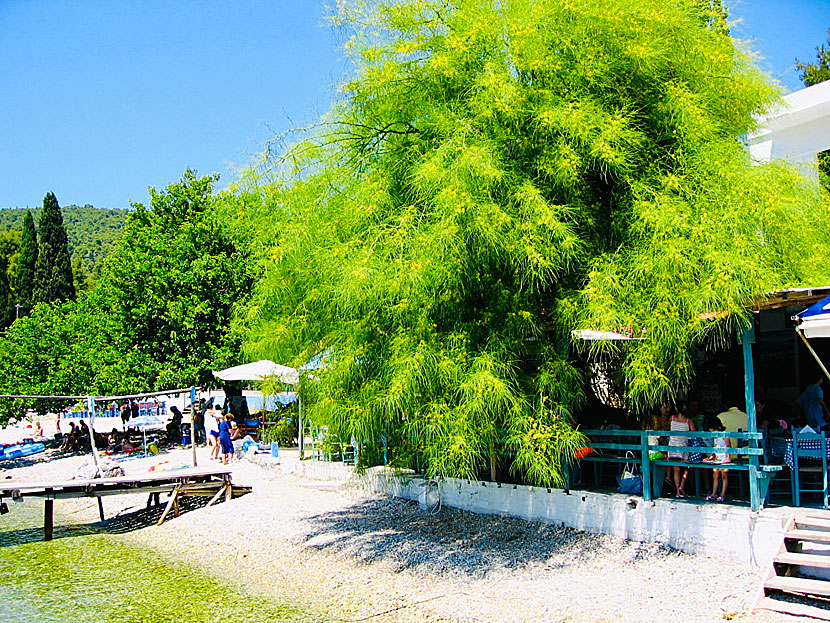 The beautiful Jerusalem thorn tree in Agnontas on Skopelos in Greece.