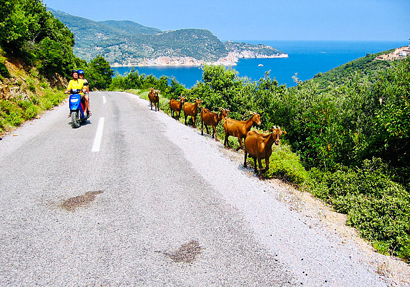 Rent a scooter and drive to Sotiras Metamorphosis Monastery, Agia Varvara Monastery and Timios Prodromos Monastery on Skopelos in Greece.