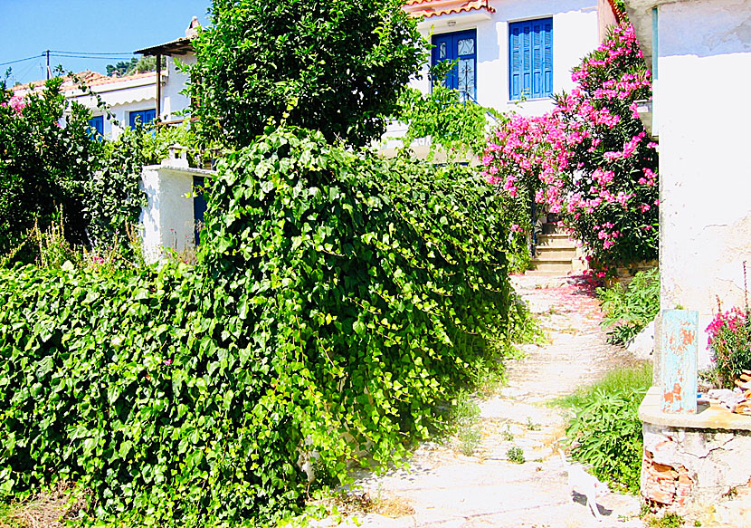 If you like abandoned villages in Greece, you must not miss Paleo Klima on Skopelos.