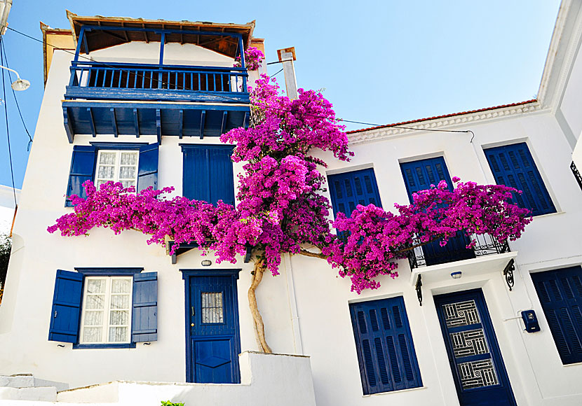 Flowers and bougainvillea in the alleys of Skopelos town.