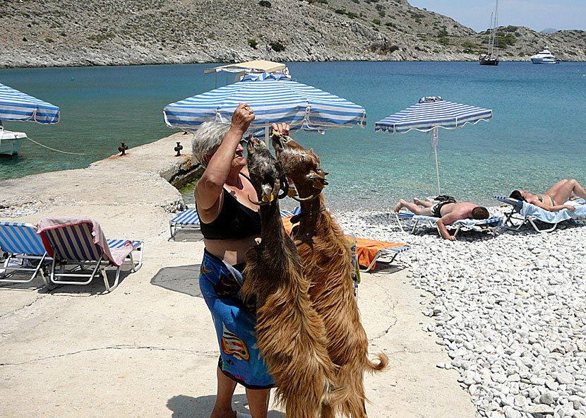 Some are sunbathing and swimming while others enjoy feeding the goats. Marathounda beach. Symi.