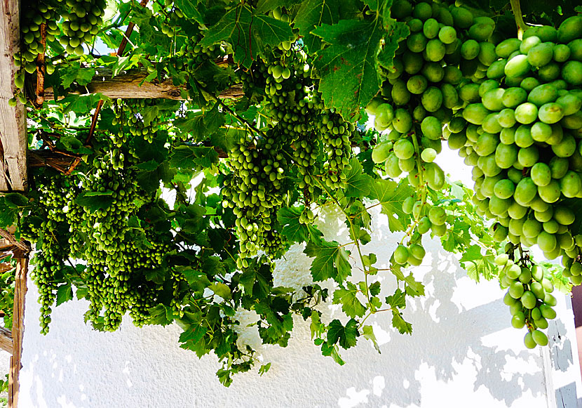 Grapes and figs from Syros in Greece.