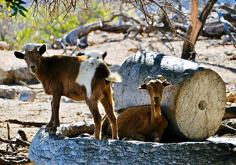 Curious goats and an old wheat mill in Mikro Chorio.