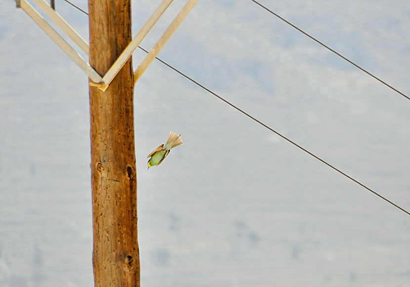 Bird watching on Tilos and see bee-eaters in Skafi.