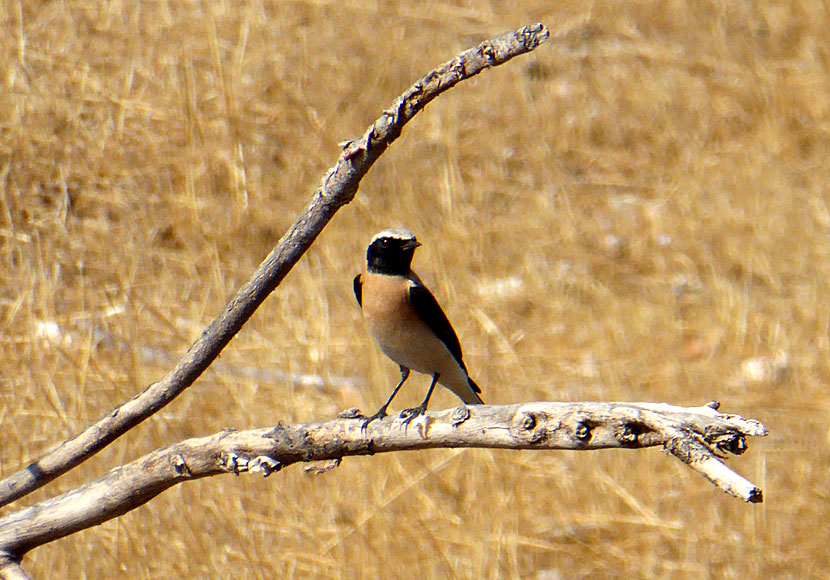 Black-eared Wheatear in the uninhabited village of Gera in Tilos.