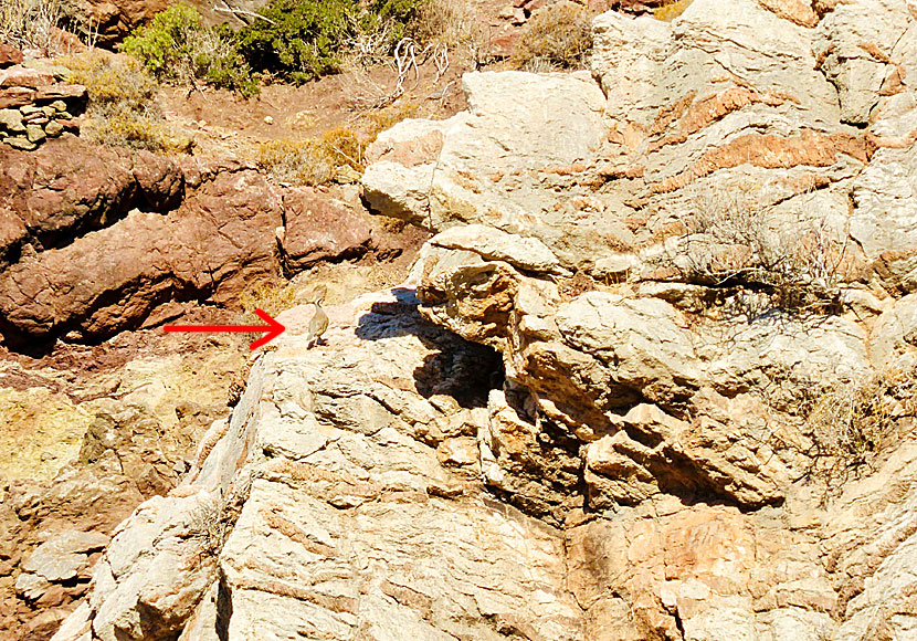 Chukar Partridge on Tilos in Greece.