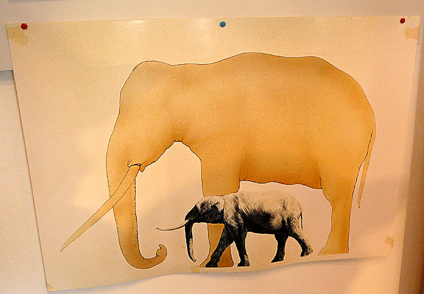 It is believed that the mini-elephants on Tilos were so small in comparison with an African elephant.