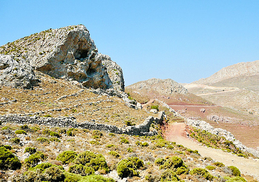 When hiking on Tilos, you will see many birds of prey, such as Eleonoras falcon, Bonelli's Eagle, Booted Eagle and Peregrine falcon.