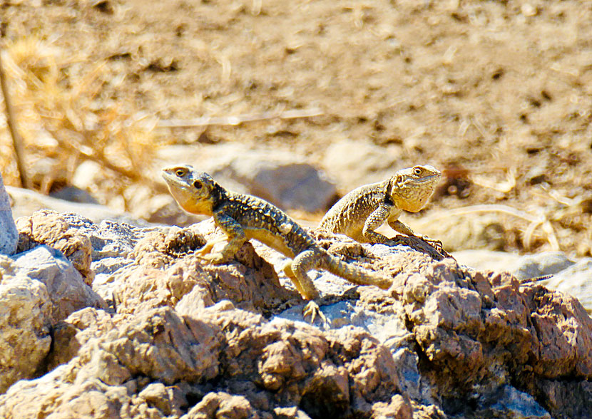 Starred Agama (Laudakia stellio). It is the largest lizard on Tilos and can grow to over 30 cm long.