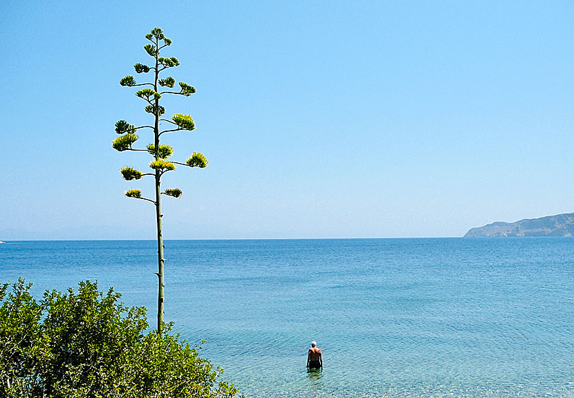 Plaka beach on Tilos is located between Mylos beach and the monastery of Agios Panteleimon.