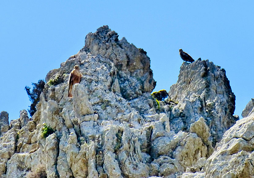 Buteo rufinus above the church of Panagia Politissa in Livadia in Tilos island.