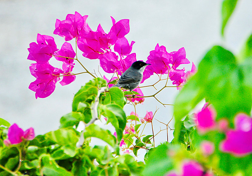 Sardinian Warbler at Tilos in Greece.