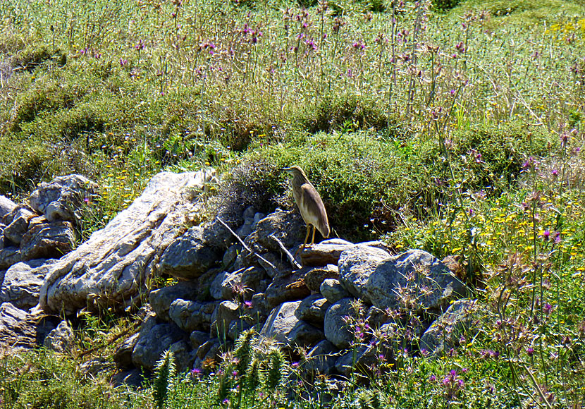 Squacco Heron in Livadia.