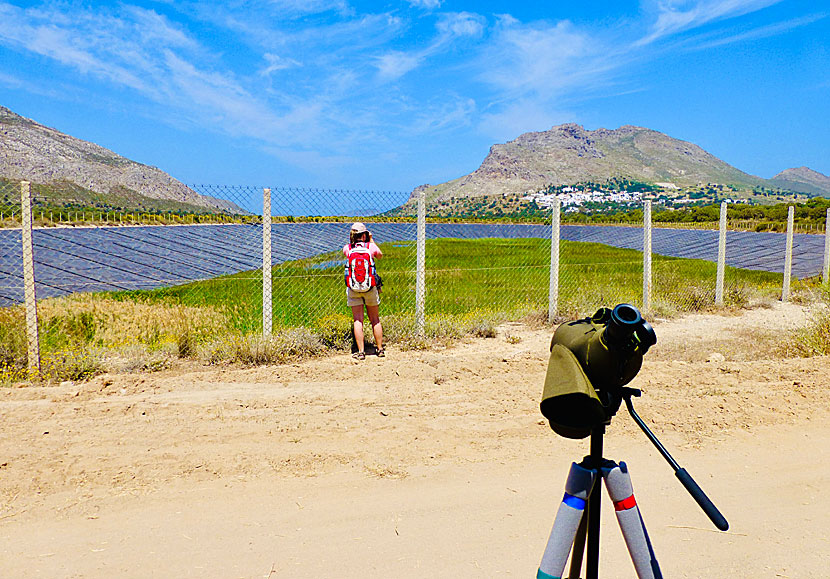 The dam in Eristos valley in Tilos where Eleonora Falcons drinks water.