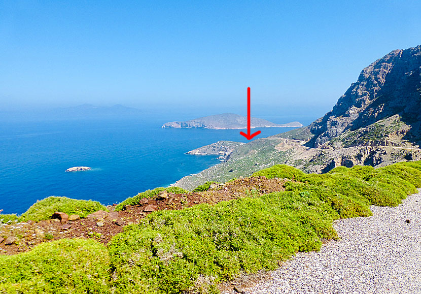 On the islands of Gaidouronisi and Vrachonisida Giakoumi on Tilos in Greece, Audouin's gull breed.