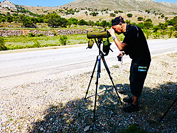 Bird watching on Tilos.