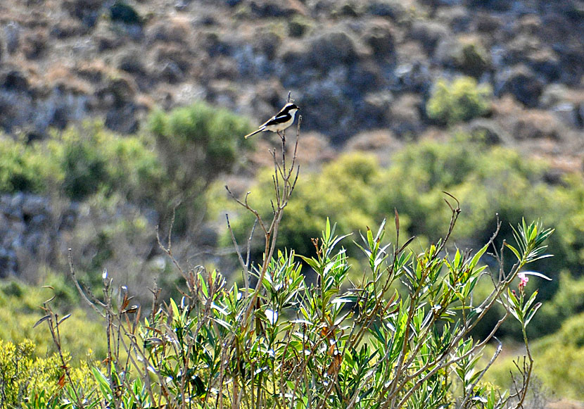 Bird watching in Tilos and see woodchat shrike and summer goldfinches in Skafi.