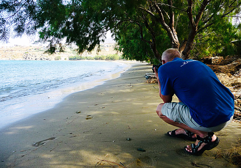 The surroundings around Agios Romanos beach on Tinos look like mangrove swamps and must not be missed to photograph.