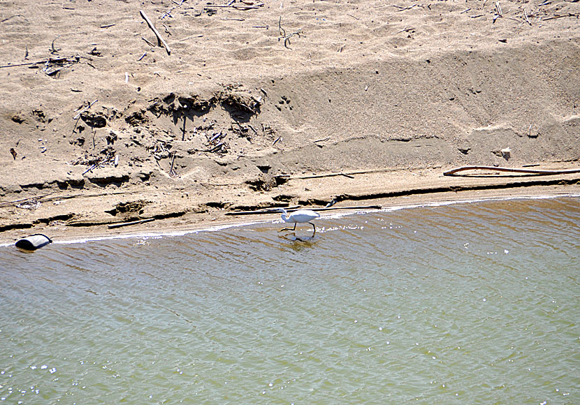 Bird watching at the wetlands on Tinos.