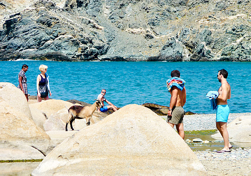Goats on the island of Tinos in Greece.