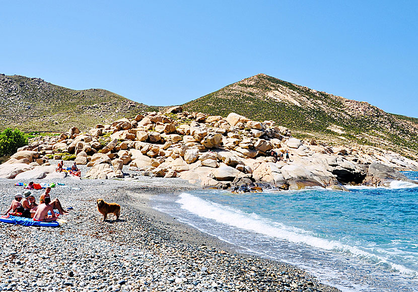 Are dogs allowed on the beaches in Greece?