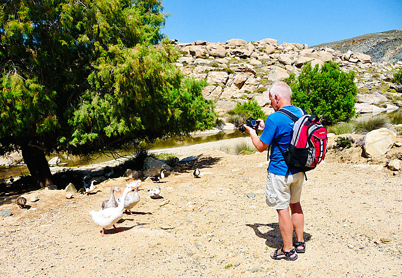 In Greece, guard geese are often used instead of guard dogs.