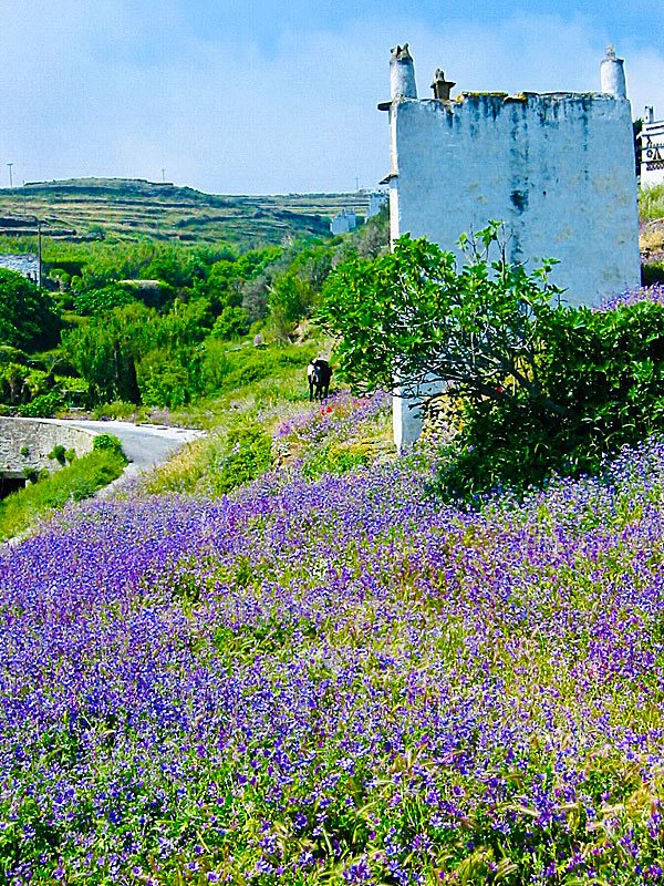 Tarabados in the spring is incredibly beautiful.