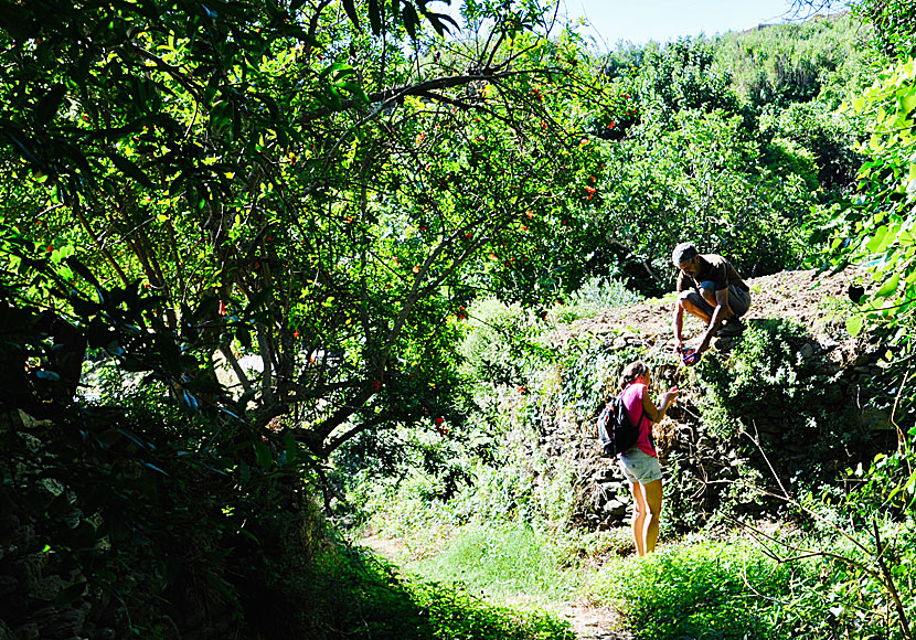 Outside Tarabados are gardens where figs, plums and citrus fruits grow.