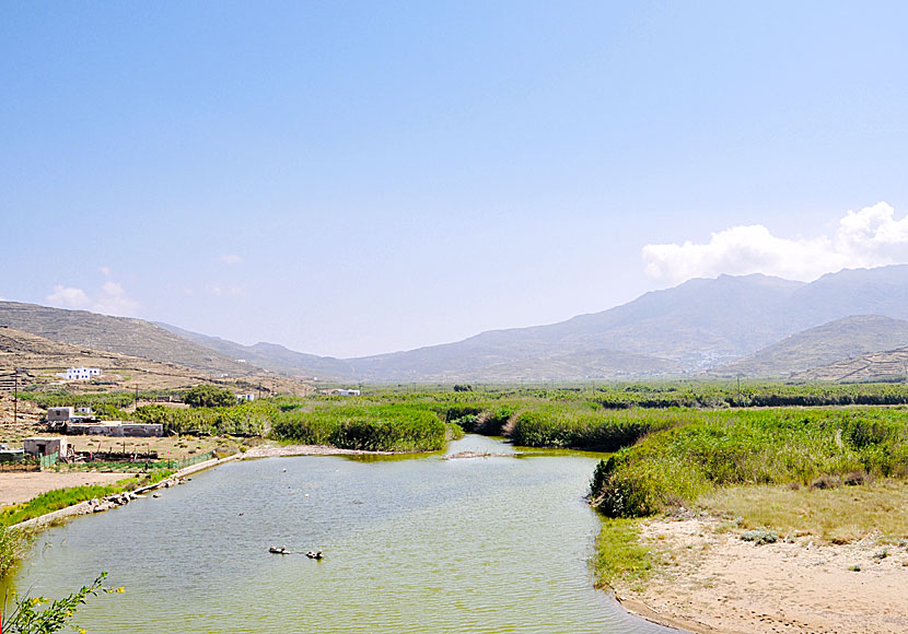 At the wetlands of Kolymbithra there are many birds and turtles.