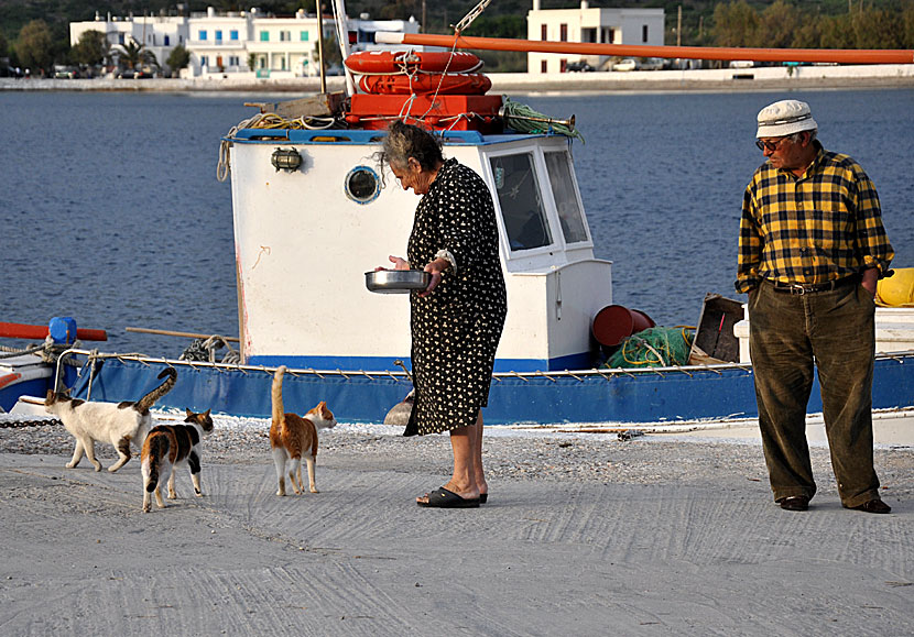Cat People with David Bowie and The Catwomen in Katapola on Amorgos in Greece.