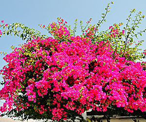 Bougainvillea in Greece.