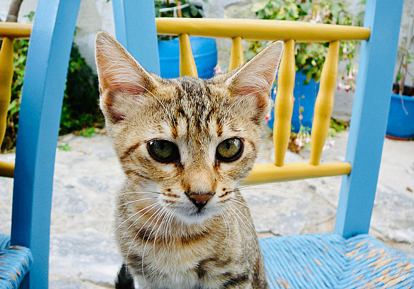 For your eyes only with Sheena Easton in Chora on Amorgos.