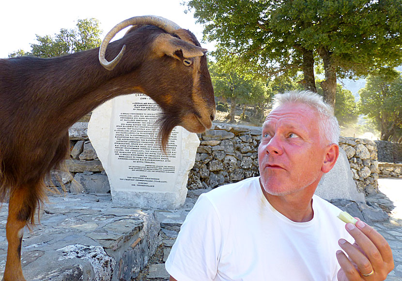 Should I stay or should I go with The Clash on a hike in Rouvas Gorge near Zaros in Crete. 