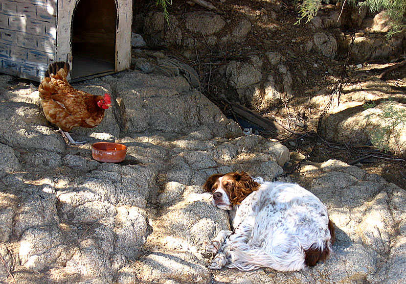 Wake up little Susie with Everly Brothers in Livadi on Serifos in the Cyclades.